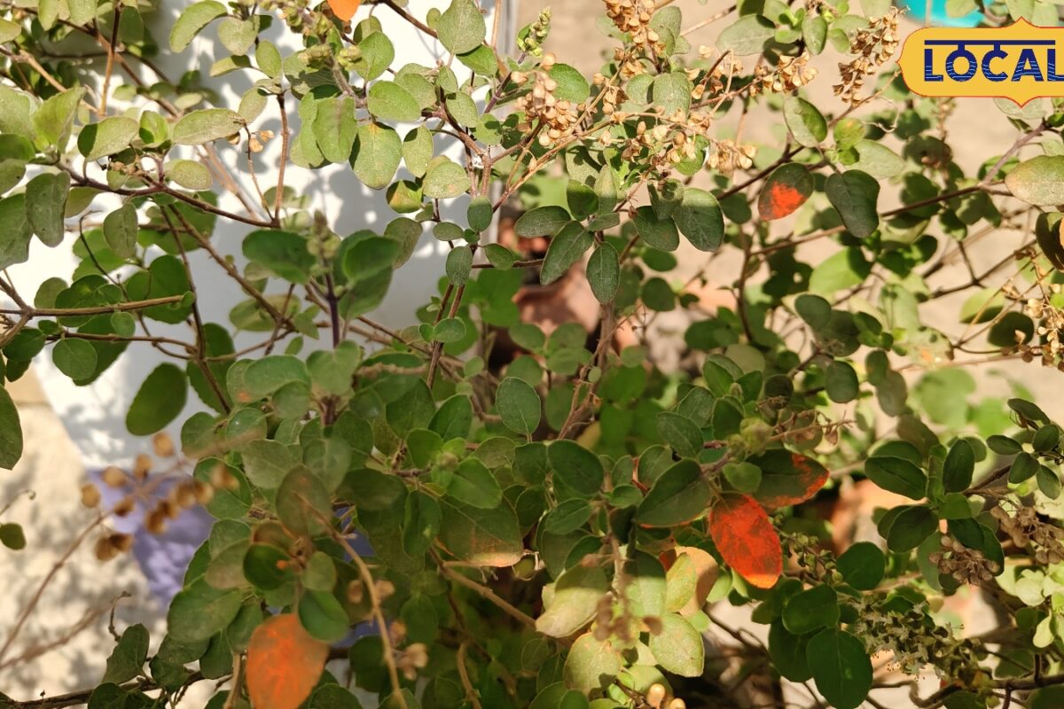 आयुर्वेद की रानी है तुलसी! नियमित सेवन से शरीर को मिल सकते हैं ये बड़े फायदे, जानिए सेवन का तरीका