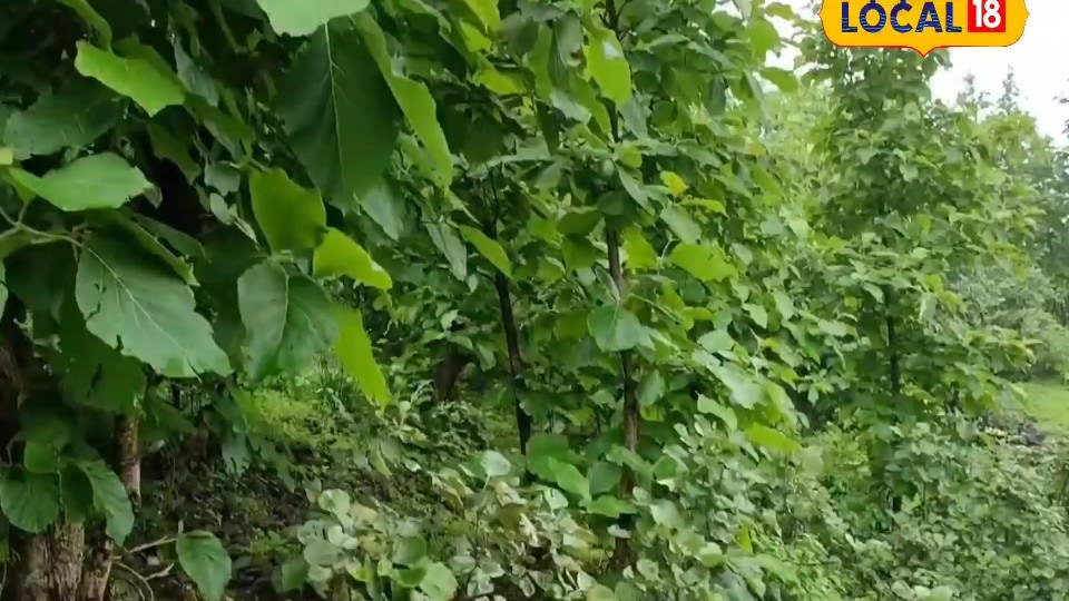 किसान भाई लगाएं सागौन का पेड़ लाखों में होगी कमाई एक्सपर्ट से जानिए धांसू टिप्स