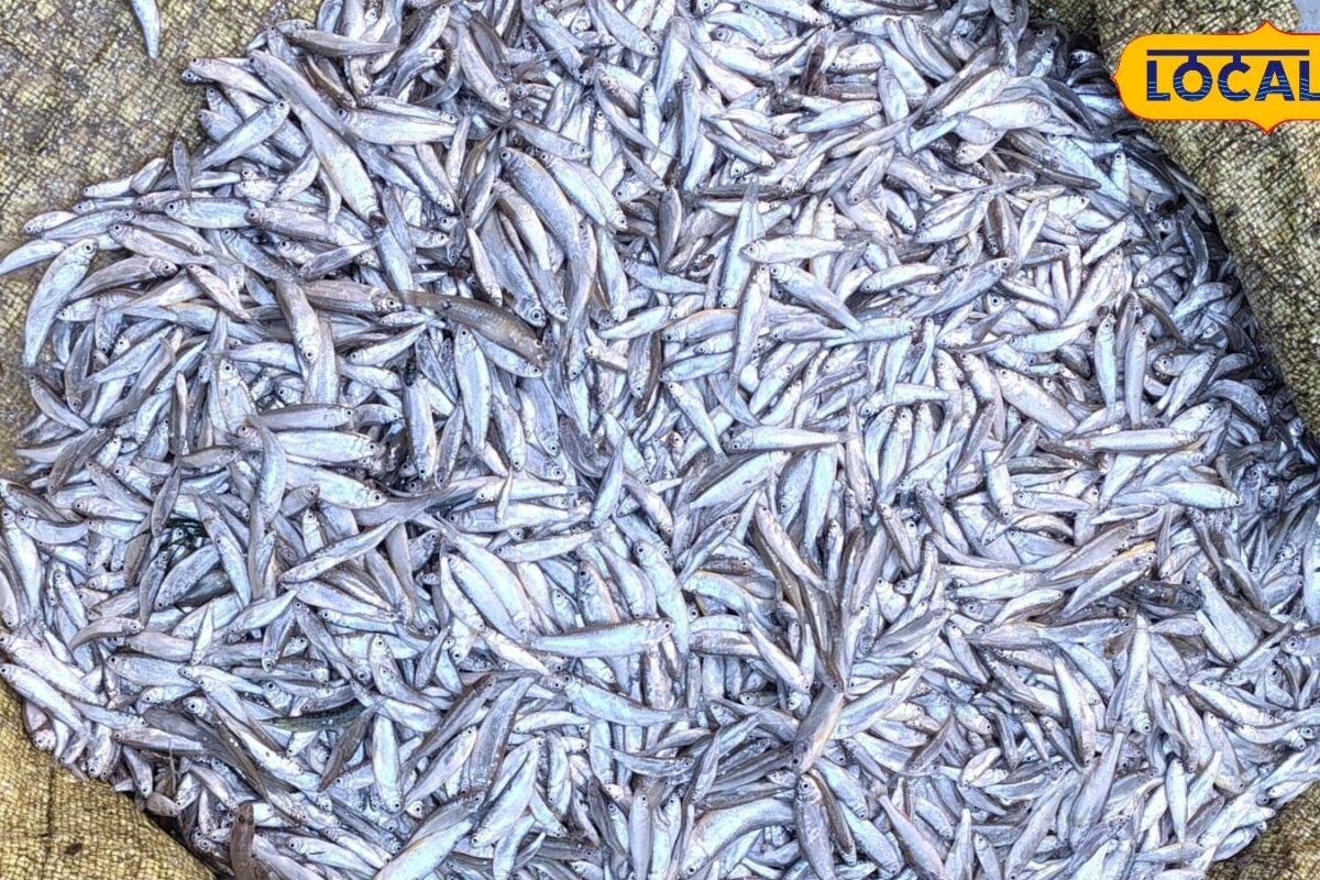 Chepua Fish: बिहार की लग्जरी चेपुआ मछली! दिखने में चांदी जैसी इसके स्वाद के आगे फीकी है रोहू-कतला