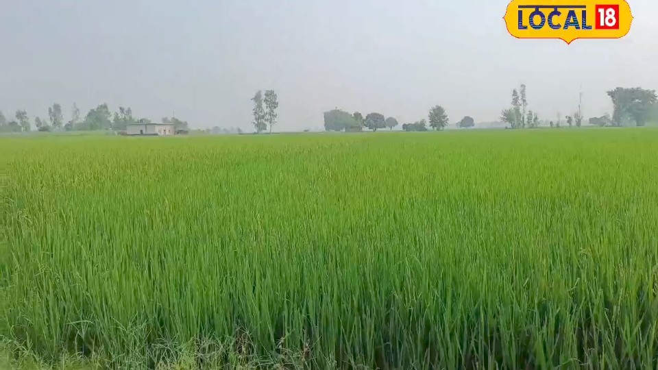 धान की रोपाई के 72 घंटे के भीतर प्रिटिलाक्लोर ब्यूटाक्लोर के छिड़काव से खरपतवार नियंत्रण एक्सपर्ट से जाने सही प्रयोग