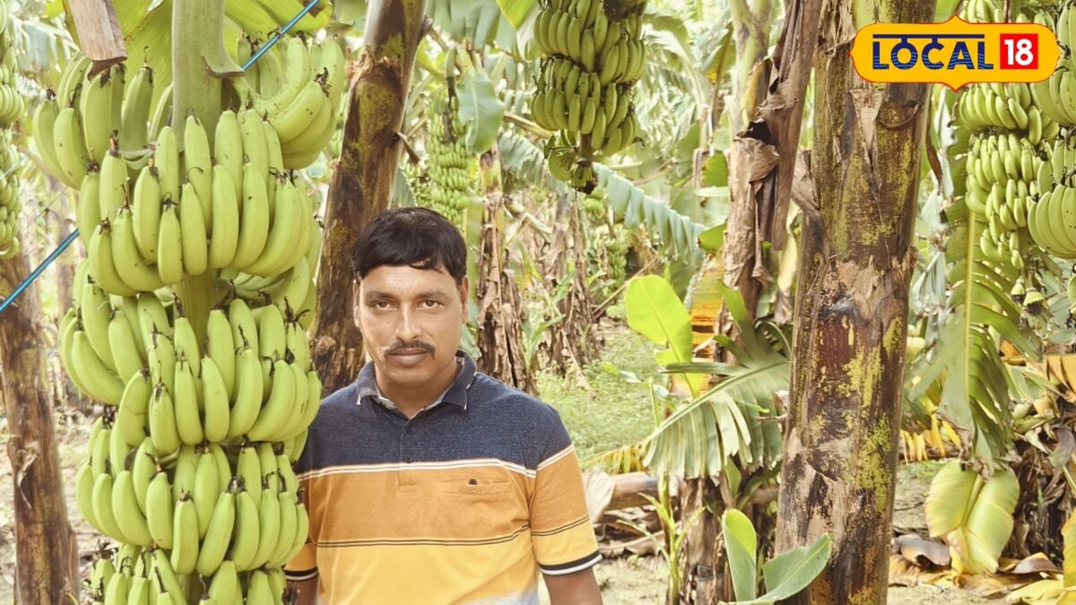 मुनाफे ज्यादा सब्सिडी…केला किसानों की निकली लॉटरी, जानिए कैसे करें अप्लाई मुनाफे ज्यादा सब्सिडी…केला किसानों की निकली लॉटरी, जानिए कैसे करें अप्लाई