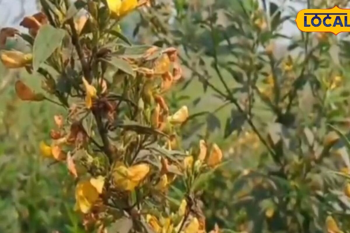अरहर की करनी है खेती तो यहां जानिए बुवाई का सबसे सही समय और बेस्ट वैरायटी