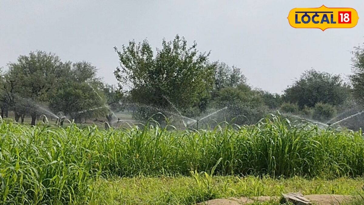 Agriculture News : किसानों के लिए अलर्ट, बारिश से पहले खाद-कीटनाशक का छिड़काव पड़ सकता है भारी Agriculture News : किसानों के लिए अलर्ट, बारिश से पहले खाद-कीटनाशक का छिड़काव पड़ सकता है भारी