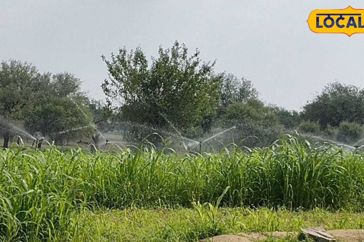 Agriculture News : किसानों के लिए अलर्ट बारिश से पहले खाद-कीटनाशक का छिड़काव पड़ सकता है भारी