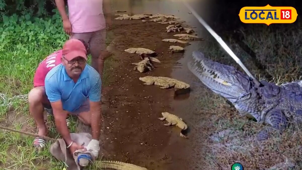 मौत के जबड़ों से रोजाना सामना! जवाई के ‘क्रोकॉडाइल मैन’ हरि भाई 300 मगरमच्छों के बीच ऐसे करते हैं रेस्क्यू मौत के जबड़ों से रोजाना सामना! जवाई के ‘क्रोकॉडाइल मैन’ हरि भाई 300 मगरमच्छों के बीच ऐसे करते हैं रेस्क्यू