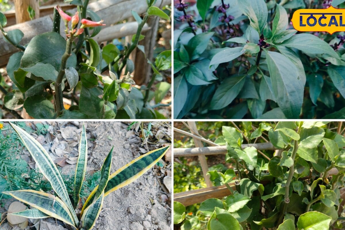 Snake Enemy Plant: घर के दरवाजे पर लगा दें ये  5 पौधे नहीं आएगा कोई भी सांप! नोट करें नाम 