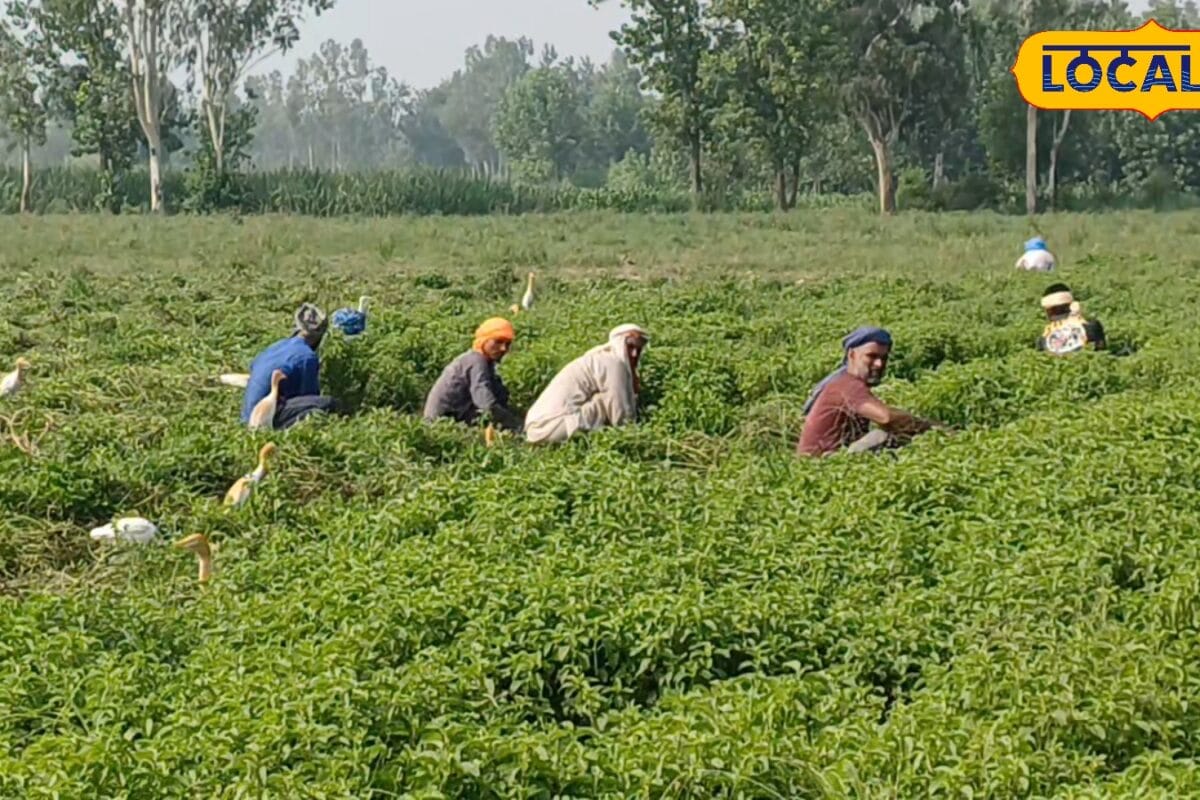 दादा-पिता से सीखी खेती, अब 6 एकड़ में उगा रहे मुनाफा! मेंथा की इस वैरायटी ने बदली रामपुर के रघुवीर की किस्मत