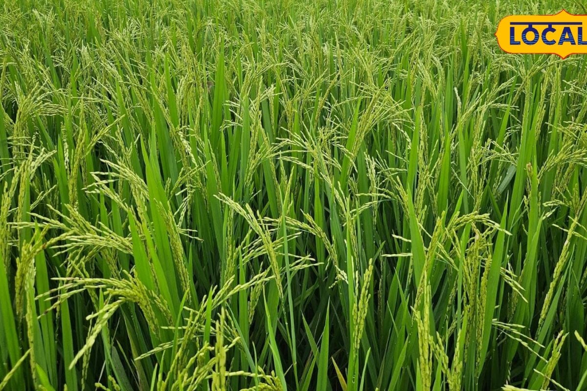Agri: जल्दी तैयार, कम पानी में भी दमदार धान की ये 5 वैरायटी, बढ़ेगी आमदनी; बीमारी का खतरा भी कम