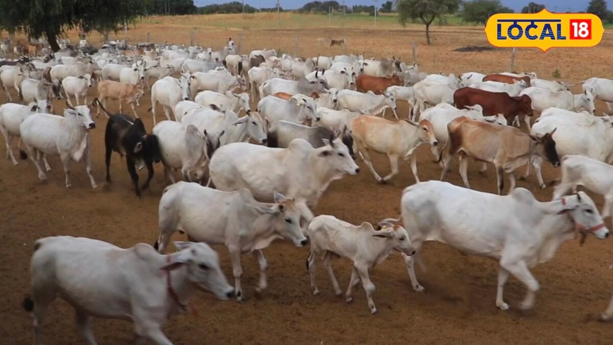 up dairy subsidy scheme | how to start dairy farming up dairy subsidy scheme | how to start dairy farming