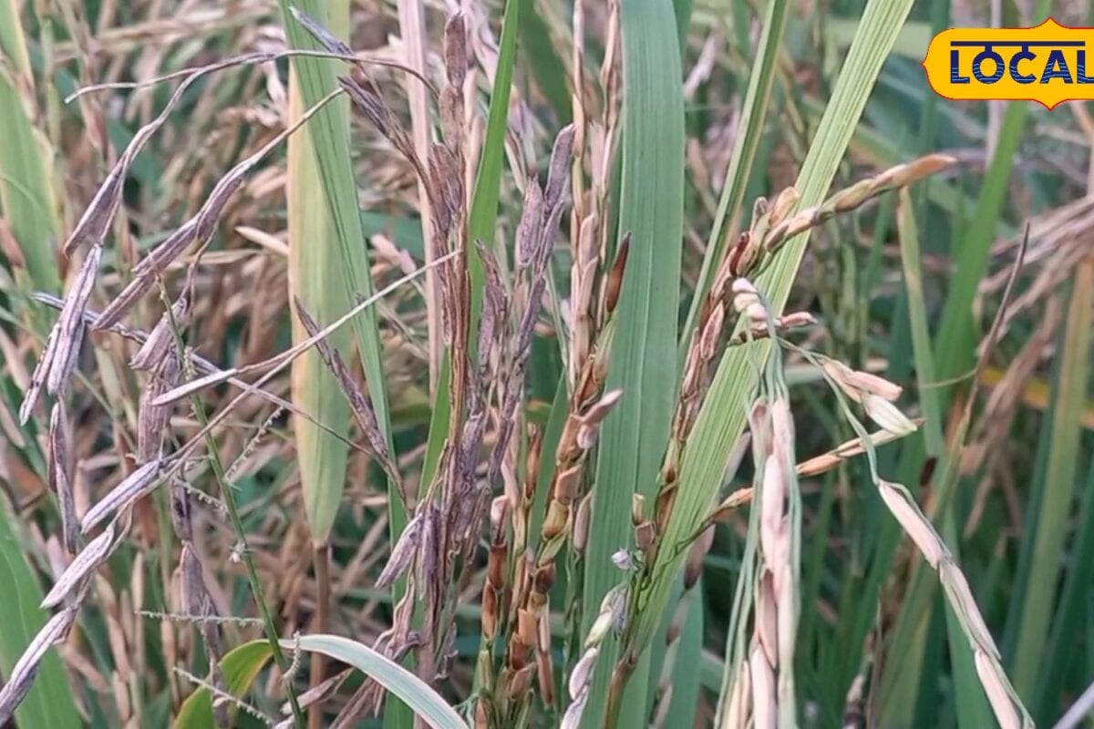 धान की बाली में दाना नहीं बन रहा तो ये हो सकता है तना छेदक का हमला यहां जानिए बचाव और सही उपचार