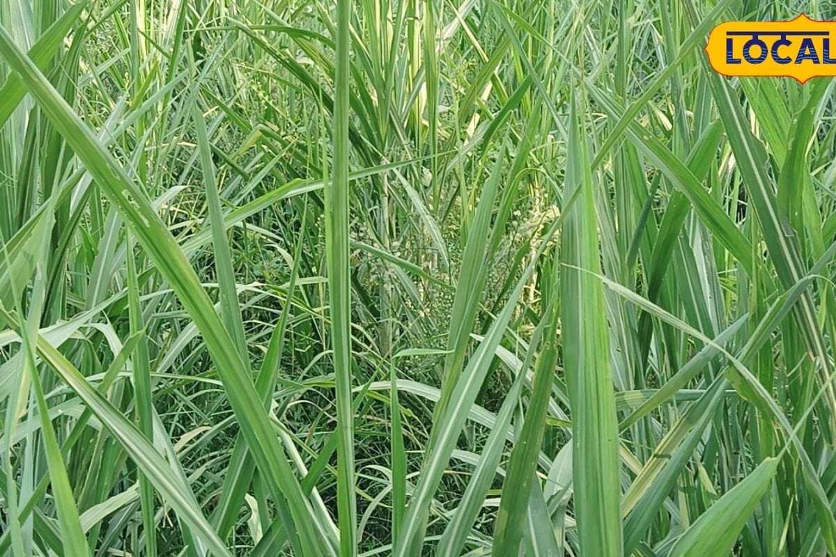 गोंडा के किसान राघवेंद्र मिश्रा दो एकड़ में आधुनिक तरीके से उगा रहे गन्ना कम लागत में बंपर पैदावार लाखों में आमदनी