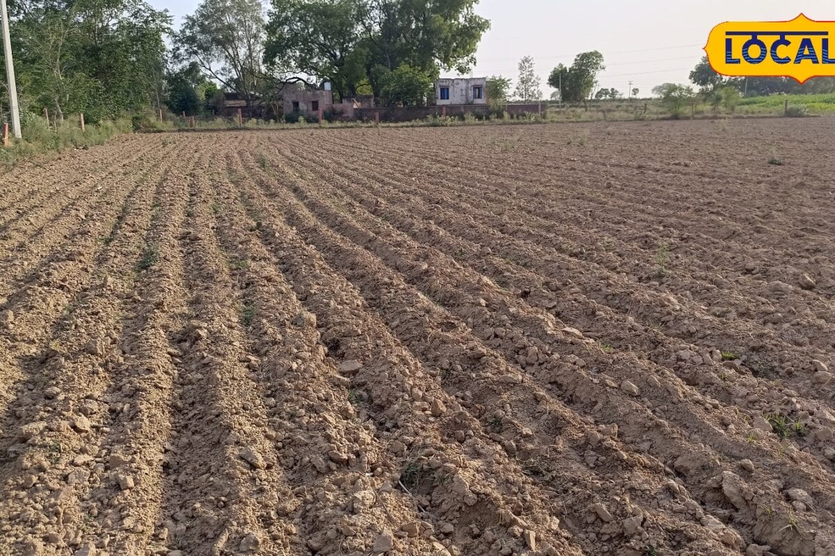 बाजरे से कमाना है ज्यादा मुनाफा बुवाई से पहले किसान जरूर करें ये काम बंपर मिलेगी पैदावार