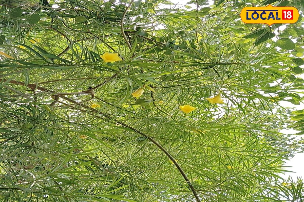 गजब का औषधीय पौधा कनेर फूल से लेकर पत्तियों तक में छिपे हैं रहस्यमयी लाभ फूल पत्ते त्वचा घाव और सूजन में आते हैं काम
