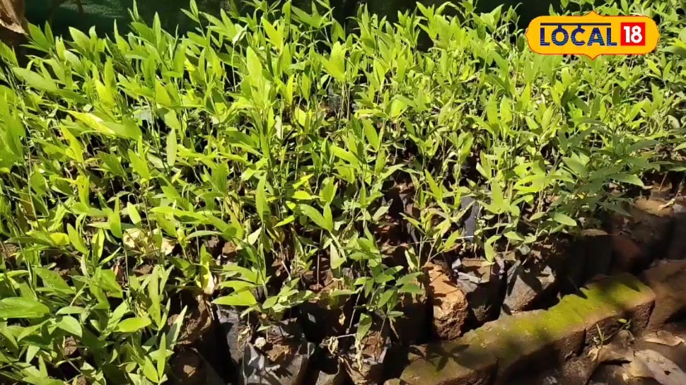 कम बारिश में भी बंपर कमाई देगी जंगली अरहर! नर्सरी विधि से खेती कर किसान पाएंगे बंपर उत्पादन 5 साल तक मिलेगा फायदा