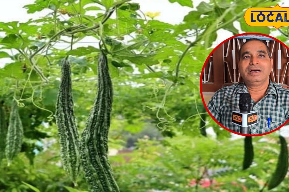 किसान भाई मचान विधि से करें करेला की खेती उत्पादन के साथ होगा तगड़ा मुनाफा जानें पूरा गणित