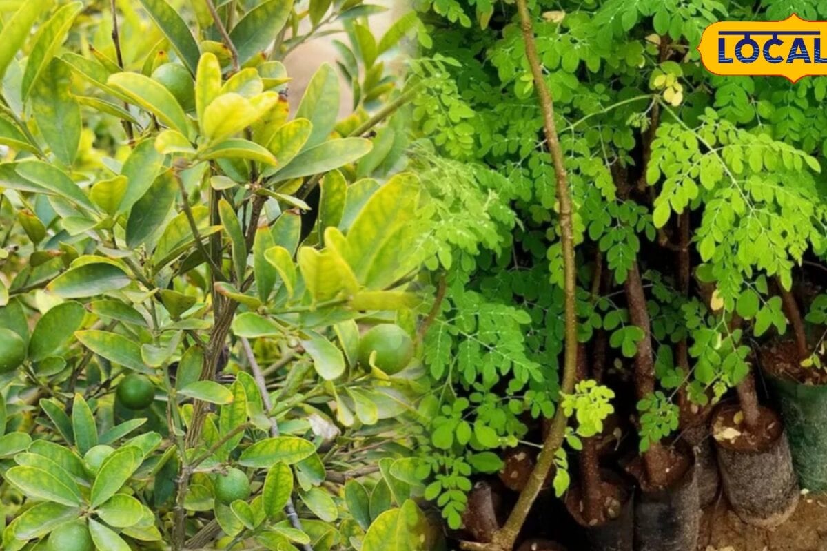 Gardening Tips: मानसून से पहले लगा लें ये 2 चमत्कारी पौधे खाने का बढ़ेगा स्वाद और सेहत को मिलेंगे कई फायदे