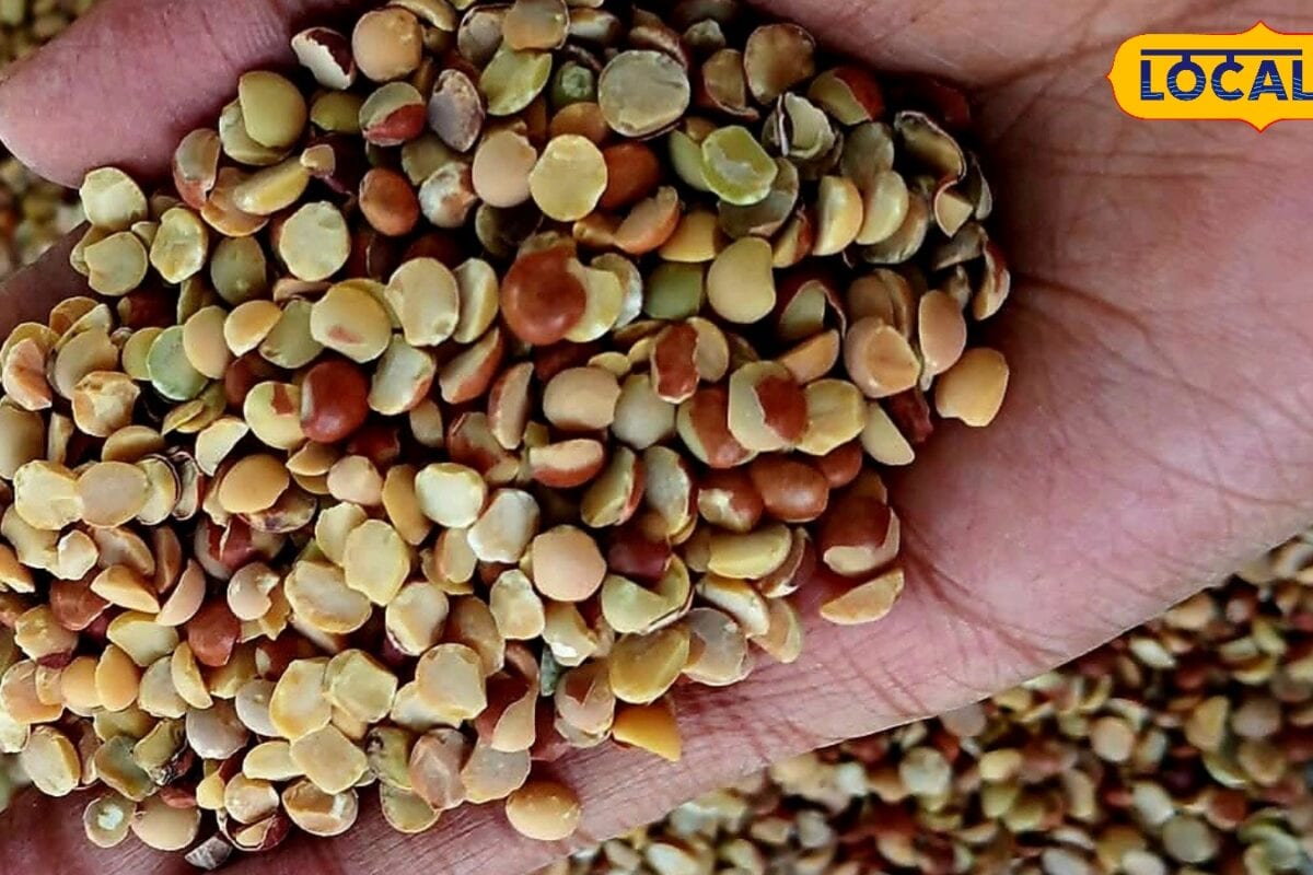 अरहर की खेती से चाहिए दमदार मुनाफा तो 15 जुलाई से पहले कर लें ये काम यकीन मानिए रिकॉर्डतोड़ होगी पैदावार