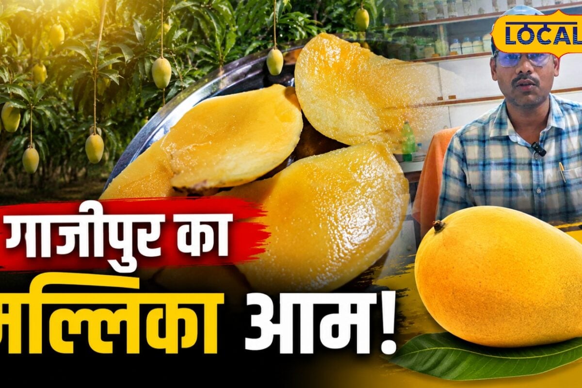 मल्लिका आम आईएआरआई नई दिल्ली की हाइब्रिड किस्म गाजीपुर के लोगों को खूब भा रहा खाने के बाद नहीं भूलेंगे स्वाद