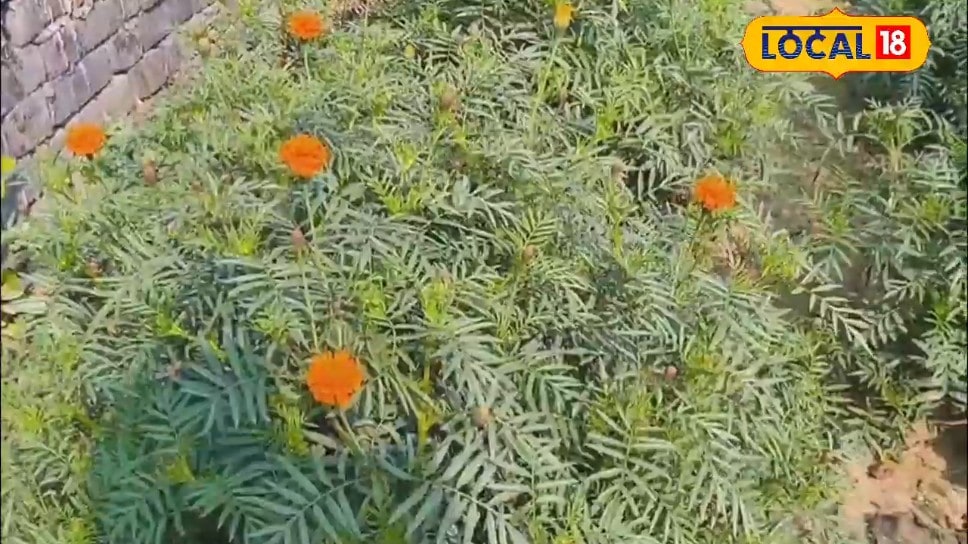 लखीमपुर खीरी में मुख्यमंत्री राज्य औद्यानिक विकास किसान योजना से बागवानी ड्रैगनफ्रूट मशरूम मधुमक्खी पालन पर अनुदान ऑनलाइन आवेदन शुरू