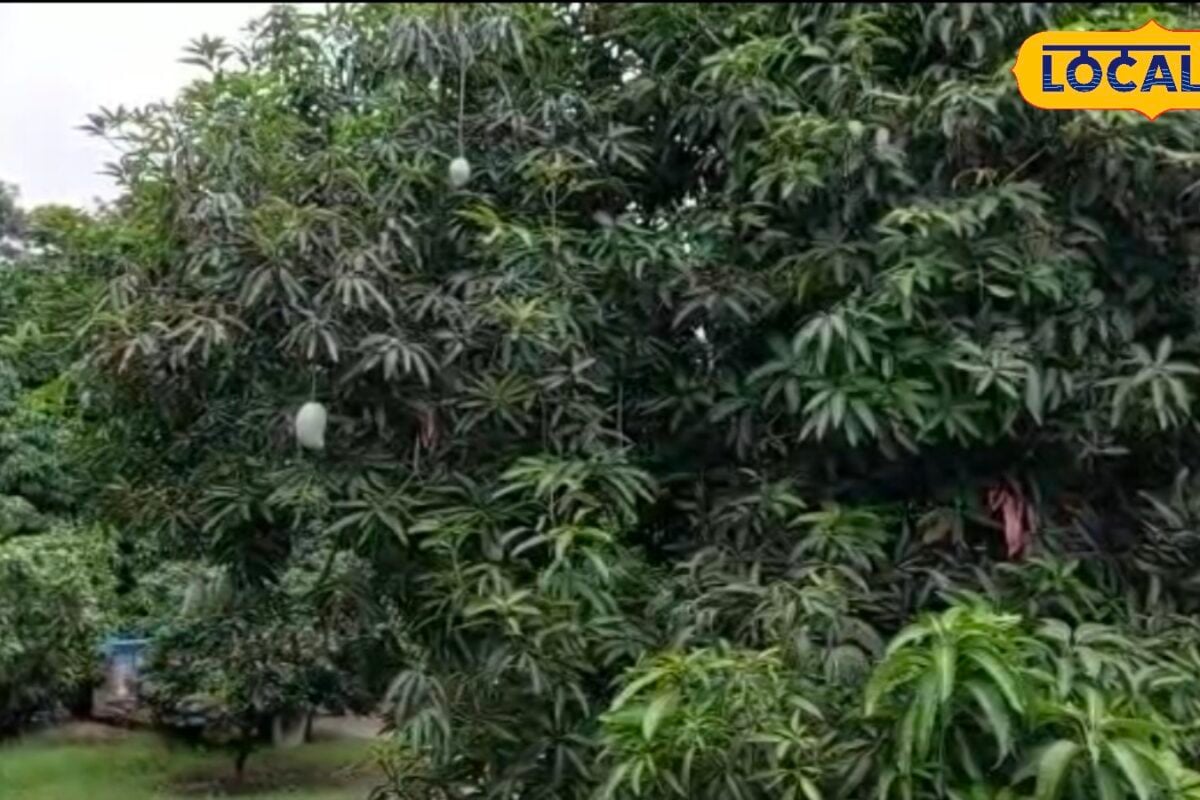 अमरोहा के दशहरी लंगड़ा चौसा आम की गल्फ कंट्रीज में बढ़ी डिमांड 800 मेट्रिक टन एक्सपोर्ट से किसानों को मुनाफा