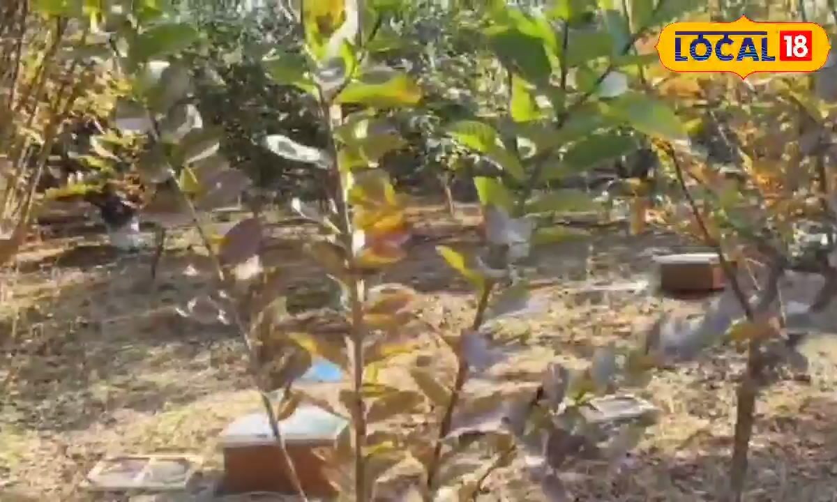 आम छोड़ो अब यह फल उगाओ! 1 कट्ठे में 2 लाख की सालाना कमाई एक-एक पेड़ देगा हजारों का मुनाफा