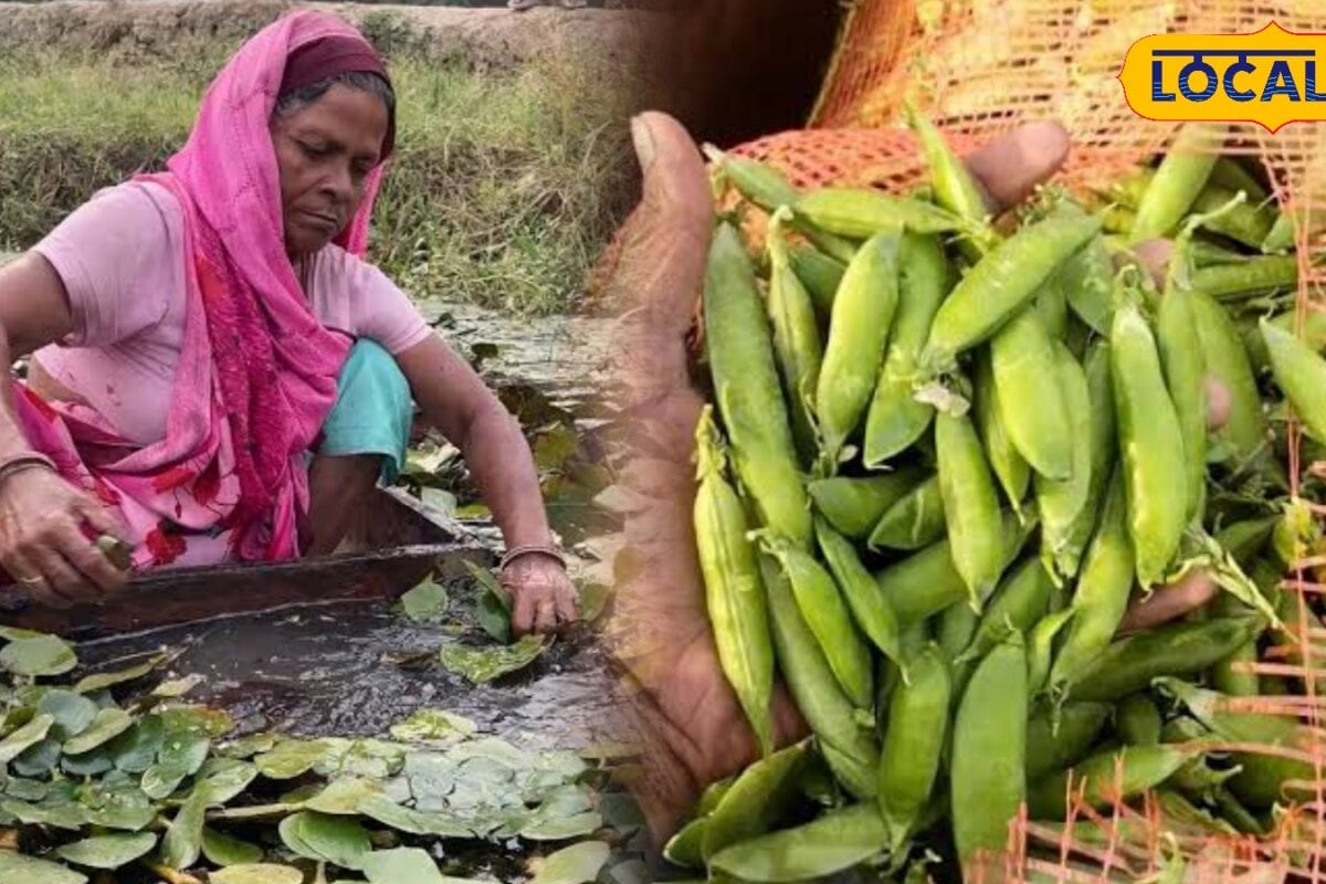जबलपुर की शान को मिली नई पहचान! मटर और सिंघाड़े को GI टैग किसानों को मिलेगा बड़ा फायदा