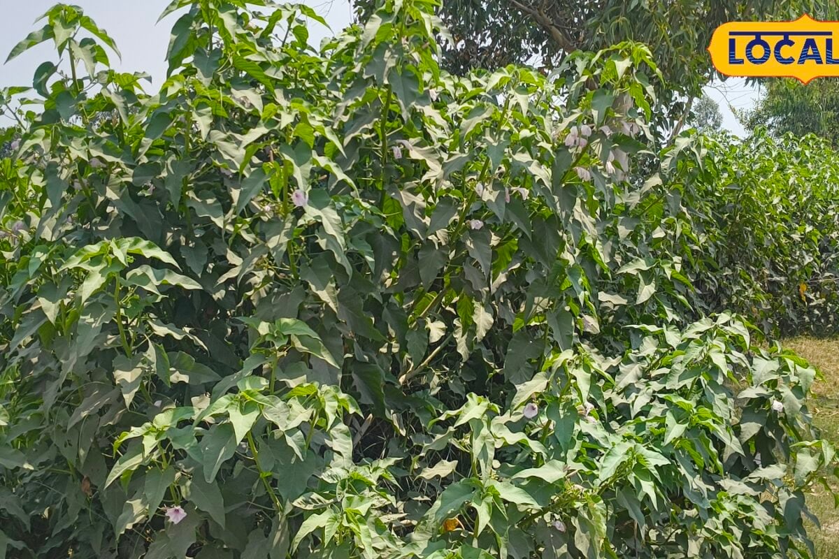 आवारा जानवरों से बचानी है फसल खेत की मेड़ पर लगा दें बेशर्म का पौधा नीलगाय तक भी नहीं कर पाएगी एंट्री
