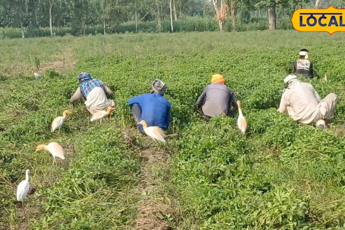 ट्रैक्टर के पीछे-पीछे क्यों चलते हैं सफेद बगुले वजह जानेंगे तो समझ आएगा क्यों कहते हैं इन्हें किसान मित्र