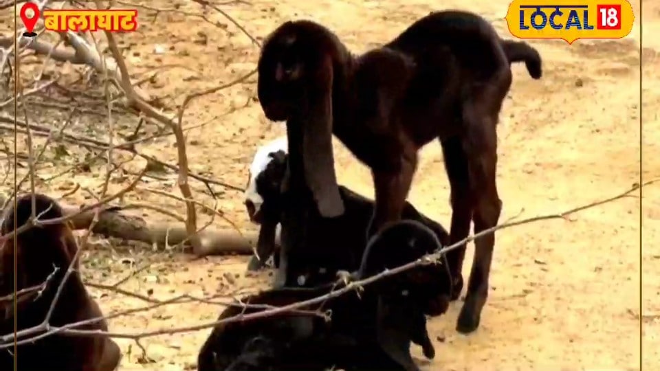 गरीबों की गाय कहलाता है ये जानवर कम खर्च में लाखों की कमाई सरकार भी दे रही मदद