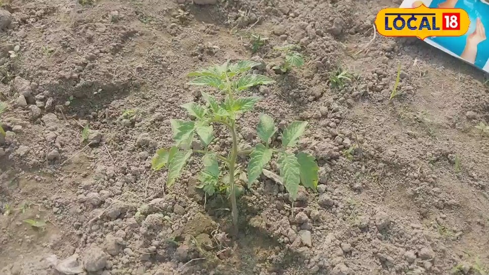Tips: 4 महीने में टमाटर की फसल देगी बंपर मुनाफा! किसान राजीव से समझें खेती का सीक्रेट फॉर्मूला