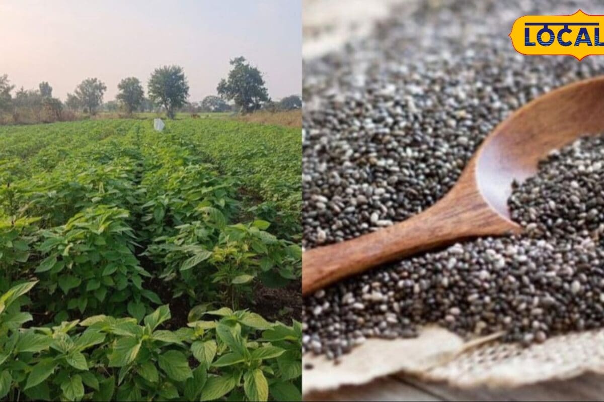 कम पानी में तगड़ा मुनाफा! चिया सीड्स की खेती से किसान कमा रहे लाखों जानिए पूरा तरीका