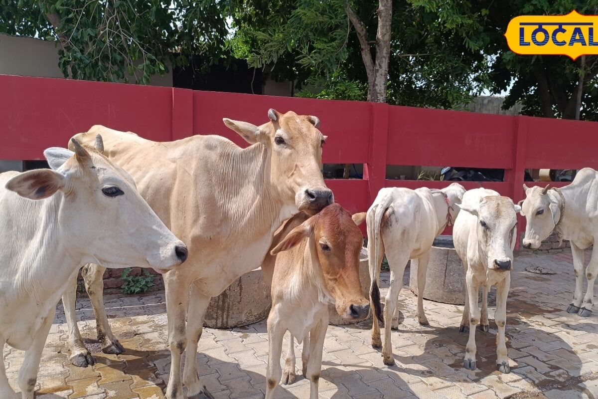 बारिश में पशुओं की ये छोटी गलती पड़ सकती है भारी खुरपका-मुंहपका से बचाने के लिए तुरंत अपनाएं ये उपाय