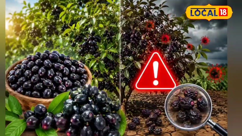 क्या सूखे का संकेत देता है जामुन का बंपर फलना एक्सपर्ट ने बताया पेड़ कैसे समझ लेते हैं प्रकृति के बदलाव