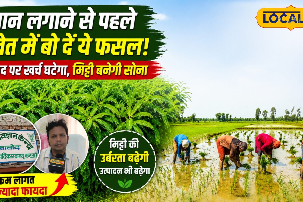 धान लगाने से पहले खेत में बो दें ये फसलें और देखें कमाल, खाद का खर्च घटेगा, मिट्टी बनेगी सोना