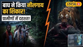 VTR से सटे इन इलाकों में घूम रहा बाघ, हल्दी की खेत में नीलगाय का किया शिकार Hargila Bird:कौन है हरगिला पक्षी? PM मोदी ने मन की बात में जिसका किया जिक्र