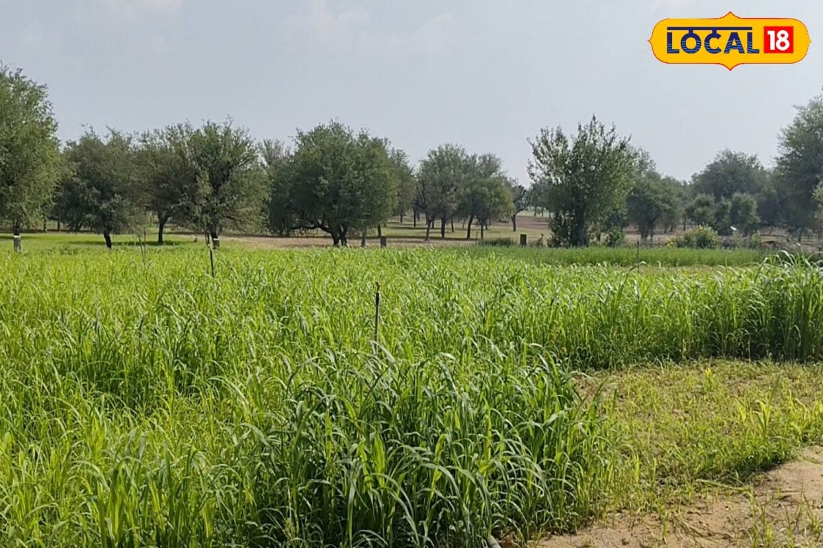 खेती से उद्योग तक! जैतपुरा बना उद्योग का पावरहाउस, 250 से अधिक फैक्ट्री ने बदल दी गांव की तस्वीर