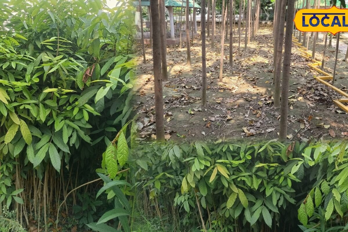 1 एकड़ से 1 करोड़ का रिटर्न! मालामाल कर देगा महोगनी, लकड़ी की जबरदस्त डिमांड