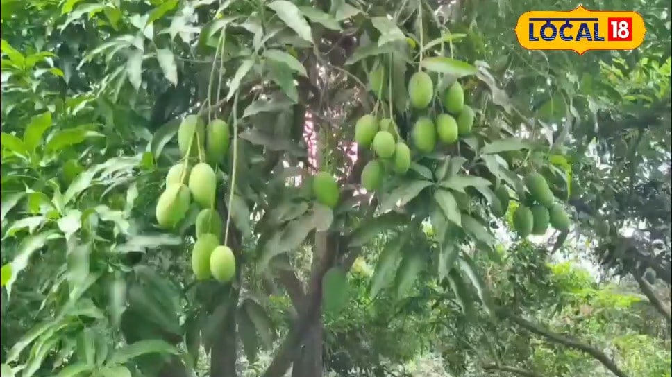पिता की विरासत 9 एकड़ दशहरी आम के बाग को अमित ने बनाया सफलता का जरिया  हर सीजन में होती है लाखों में कमाई