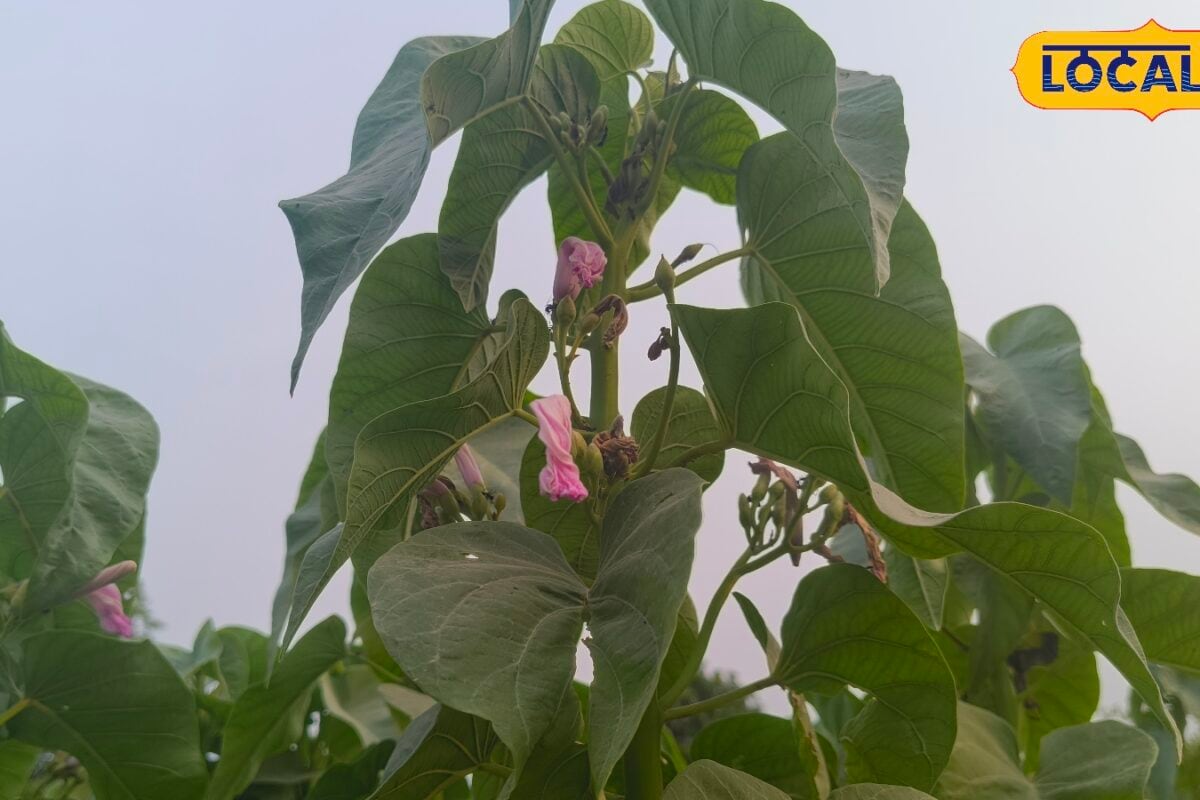 बिच्छू के डंक से लेकर चर्म रोग तक कई परेशानियों में राहत दिलाता है बेशर्म का पौधा जानिए इसके बड़े फायदे