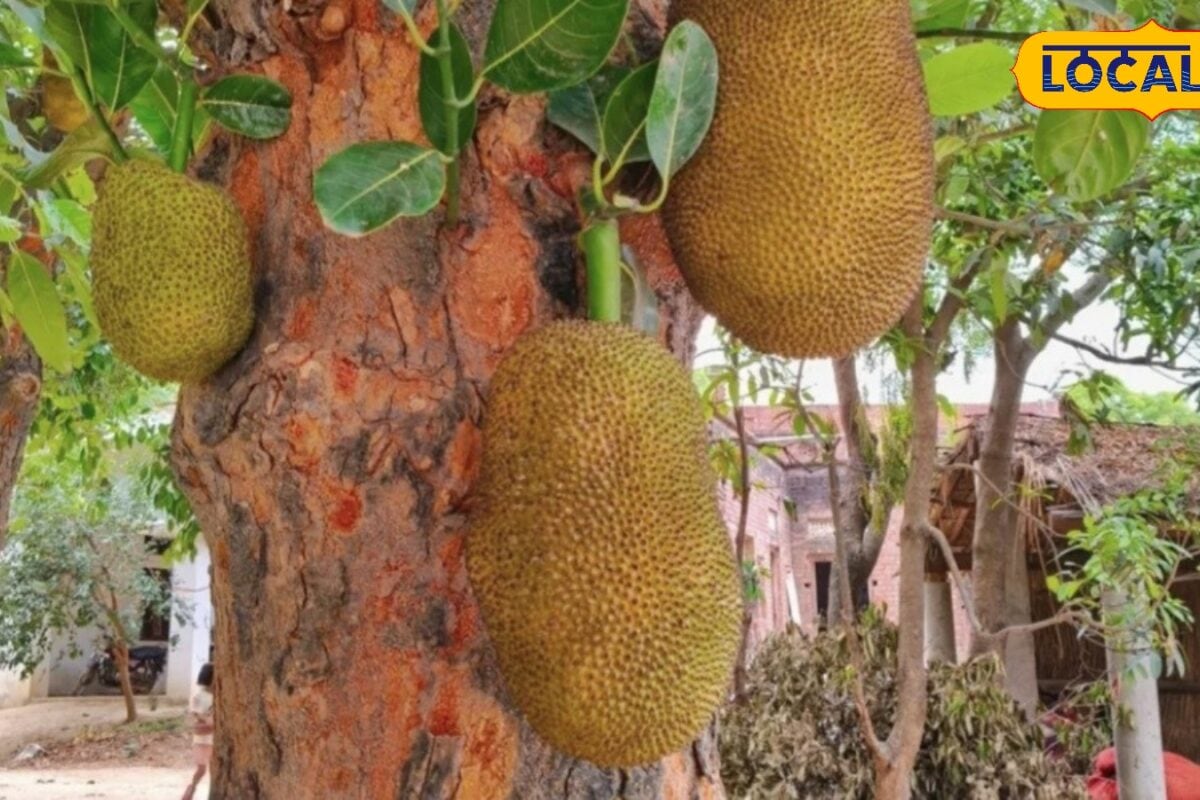 कच्चा या पका कटहल जानिए दोनों में कौन ज्यादा फायदेमंद और किसे खाना चाहिए