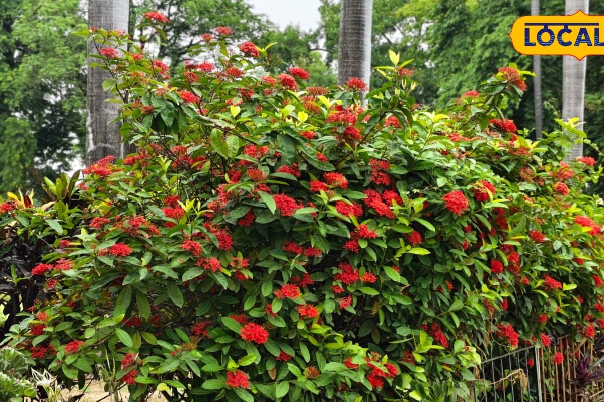 Gardening Tips: गर्मी में पौधों को बचाना है आसान बस अपनाएं ये 7 आसान गार्डनिंग टिप्स