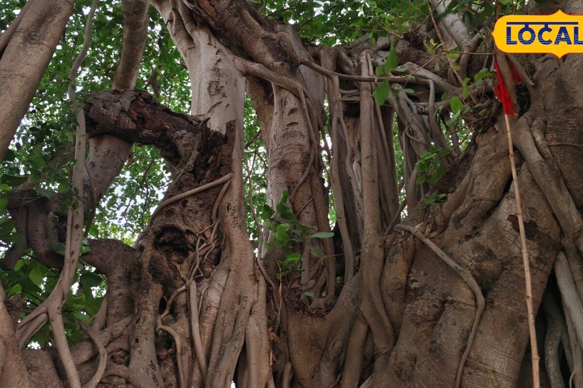 सुल्तानपुरः हरीपुर बनवा गांव का रहस्यमयी विशाल वृक्ष सती माता चौरा के साथ है आस्था दिव्य शक्ति का है वास