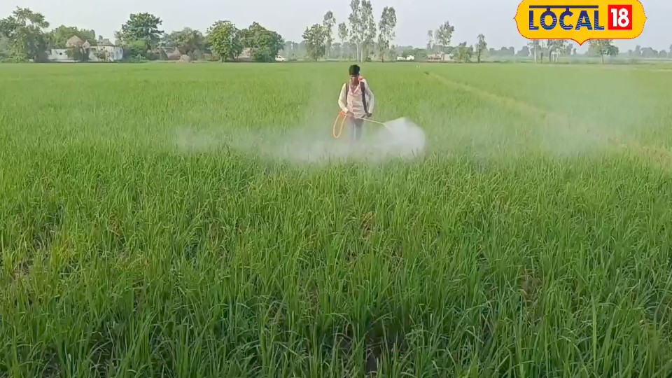 धान की नर्सरी पड़ रही है पीली एक्सपर्ट का यह आसान उपाय 72 घंटे में कर देगा हरा-भरा