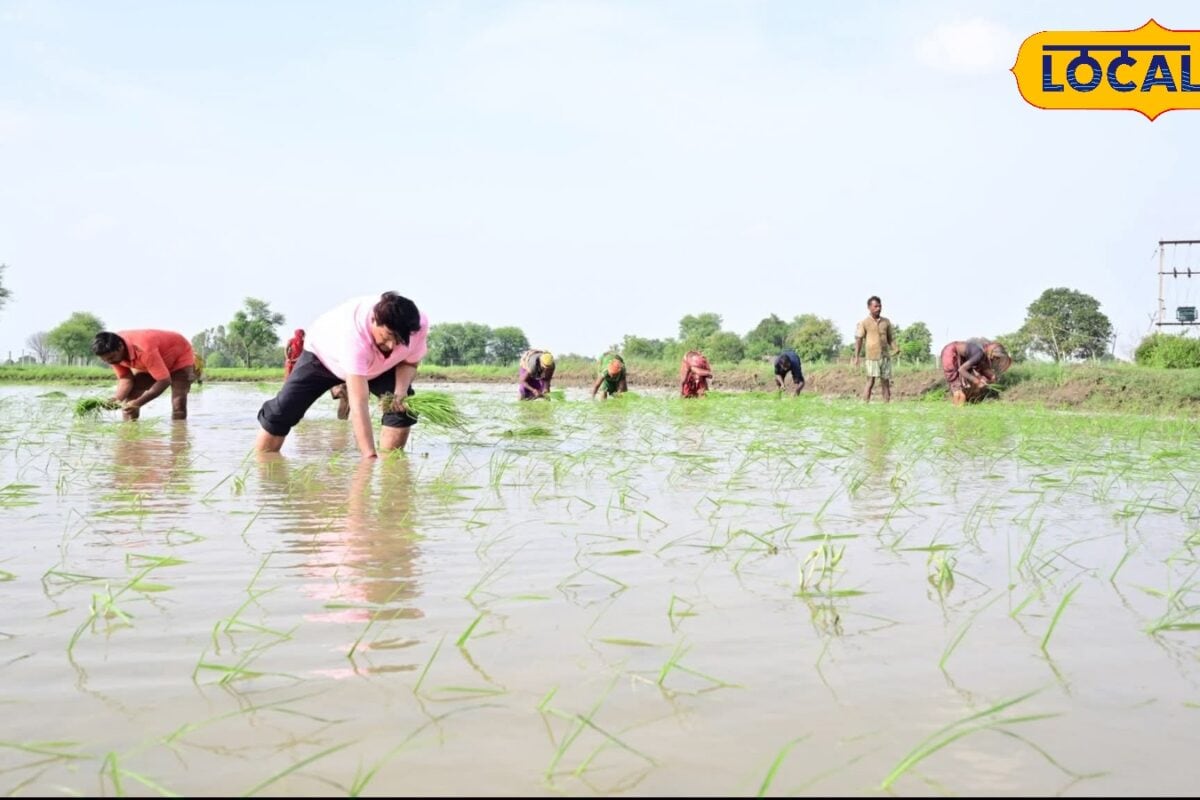 धान की बुवाई के 10 दिन बाद 1 एकड़ खेत में डालें 100 ग्राम ये दवा ढूंढेंगे से भी नहीं मिलेंगे खरपतवार
