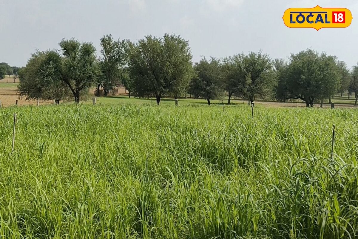 कभी था साधारण गांव आज है डीडवाना की सबसे VVIP पंचायत जानें कैसे बदली मंडा बासनी की तकदीर