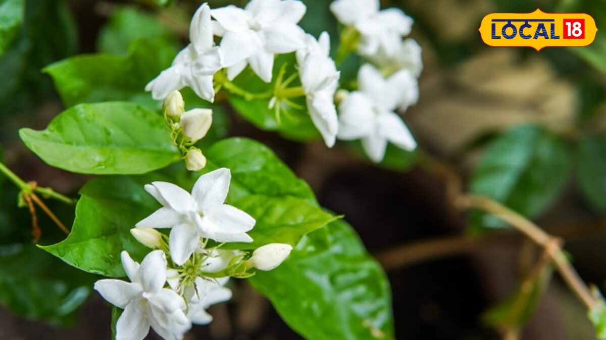 mogra plant care tips | how to get more flowers in mogra | मोगरे में ज्यादा फूल कैसे लाएं |
