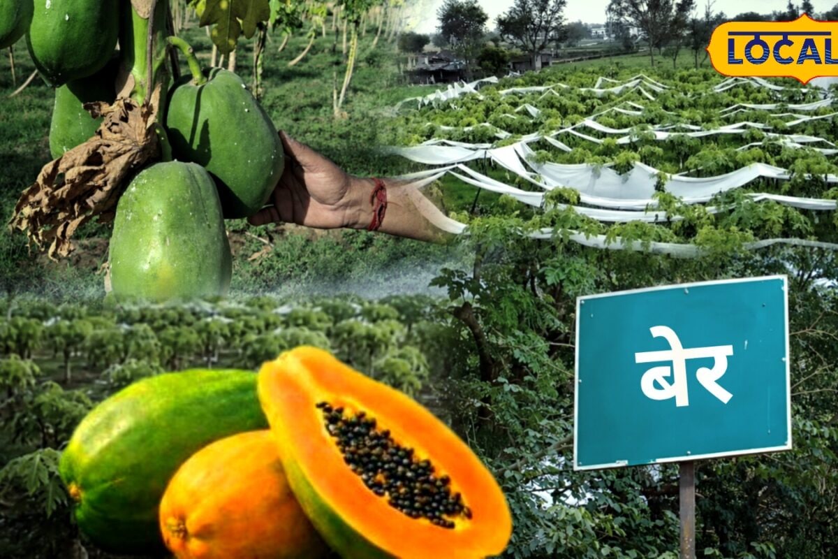Agriculture News: पारंपरिक खेती छोड़ पपीते की बागवानी अपनाई अब भरतपुर के किसान कमा रहे लाखों का मुनाफा