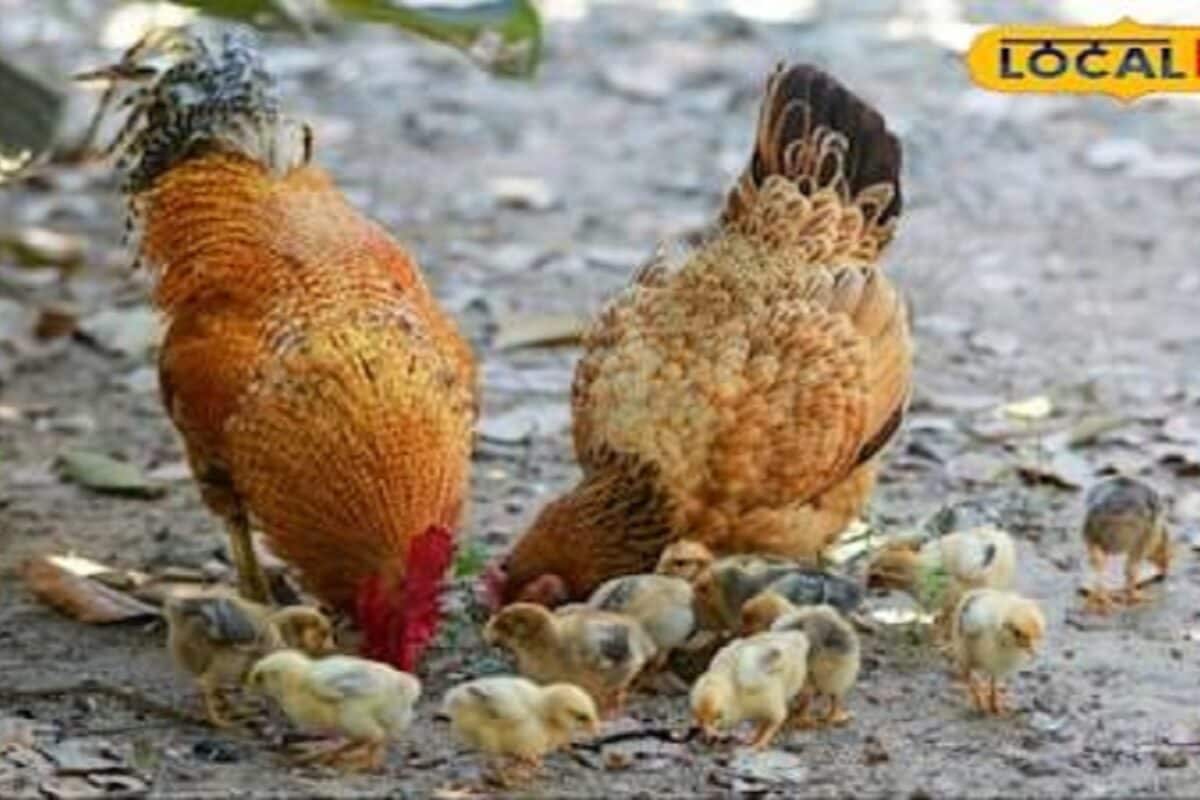 35 रुपये का चूजा बना कमाई की चाबी किसान ने खड़ा किया लाख रुपये महीना वाला मॉडल