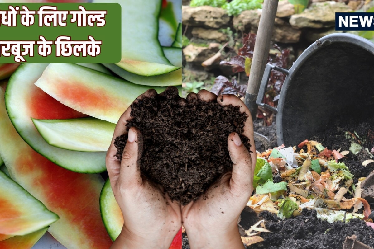कचरा नहीं पौधों के लिए गोल्ड तरबूज के छिलके, अपने गार्डन के लिए बनाएं ऑर्गेनिक खाद, जानें प्रोसेस