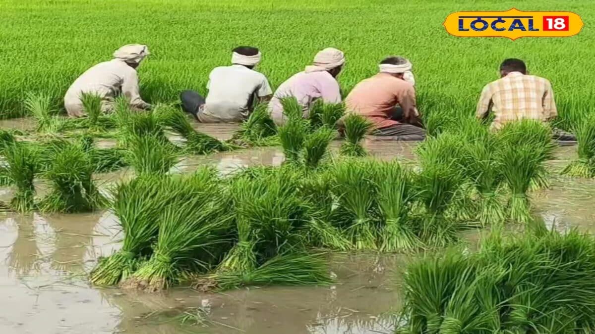 धान की पौध में असमान ग्रोथ से परेशान? अपनाएं ये एक्सपर्ट फॉर्मूला, हर पौधा होगा मजबूत और हरा-भरा